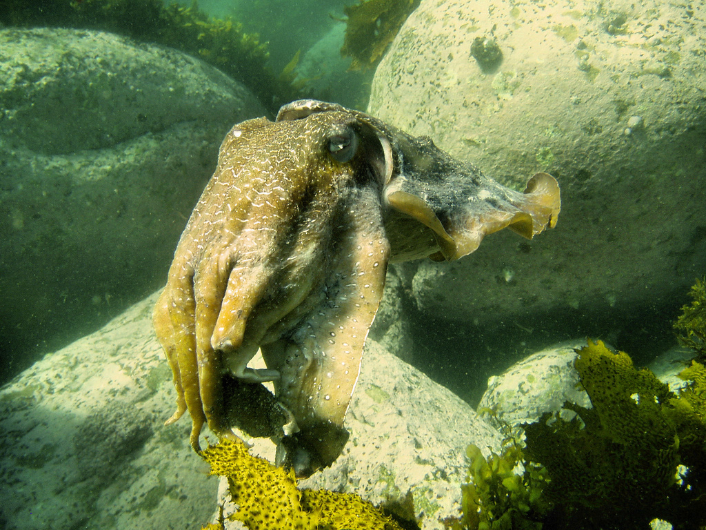 Sepia latimanus (Seppia gigante)